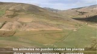 2007 - Pasto en los Andes de Perú a mas de 4000 m de alt.