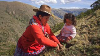 2019 - Recuperación del cedro andino y ampliación de bosques nativos inoculados con hongo morchella