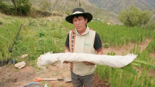 Pine Afforestation - Chilean technique in Peru